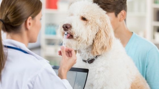 Best ways to give your dog medication