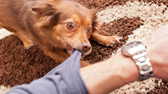 what to do if your senior dog bites