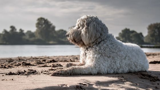 senior dog support and care