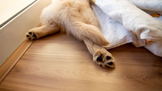 how to stop your dog slipping on the floor
