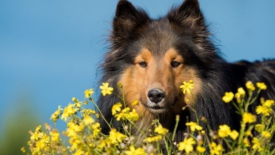 how to calm an anxious dog naturally