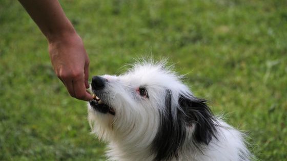 5 ways to teach your dog leave it