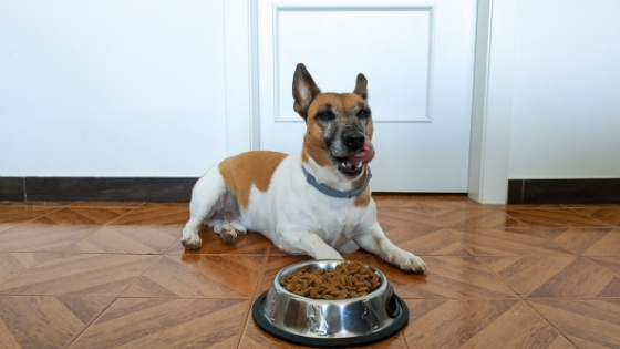 Is your dog aggressive around food