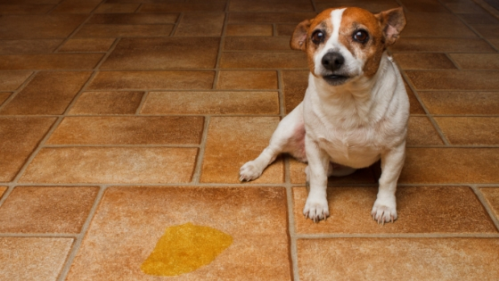 Why dogs pee in the house