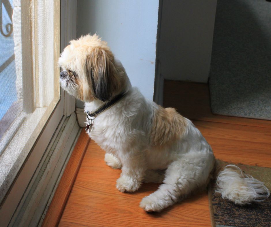 A dog suffering from separation anxiety, waiting for someone to come home