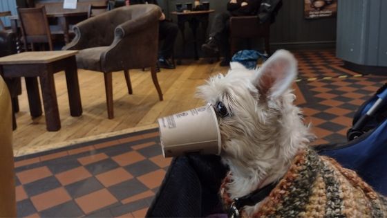 Having a puppucino on a dog bucket list