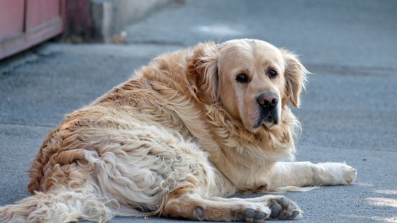 How to Help Your Obese Senior Dog Lose Weight - Grey Paws and All