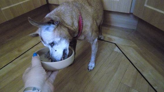 Tips for feeding a picky dog