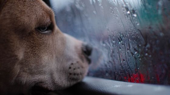 Why do dogs cry when it rains