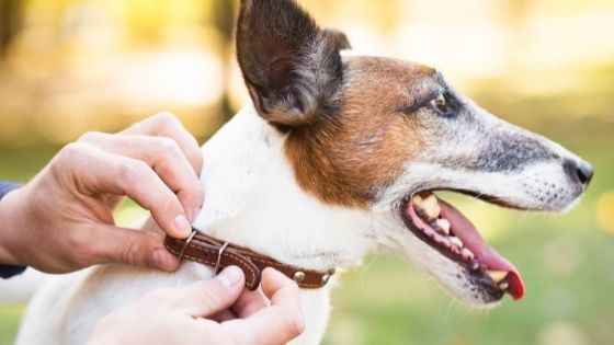 how to put a collar on an aggressive dog