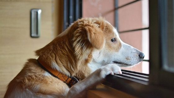 how to cure dog separation anxiety