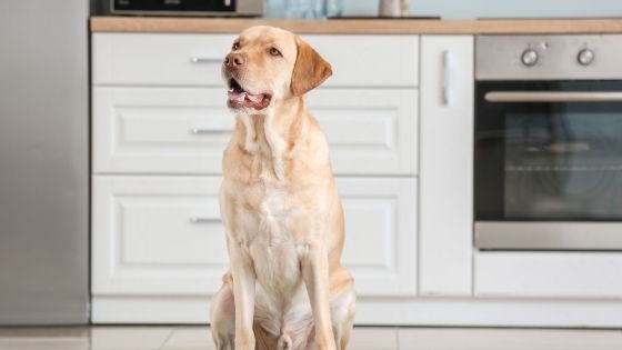 why is your dog afraid of the air fryer