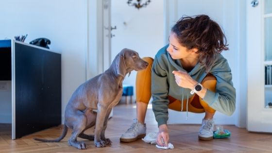 why your dog is peeing in the house