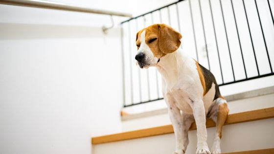 what to do when your dog won't go down basement stairs