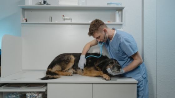 what to do if your dog doesn't like going to the vet