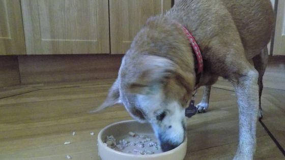 How to get an old dog to eat