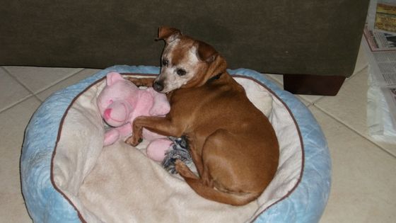 very comfortable bed for a senior dog