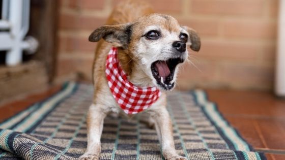 How to help an aggressive senior dog