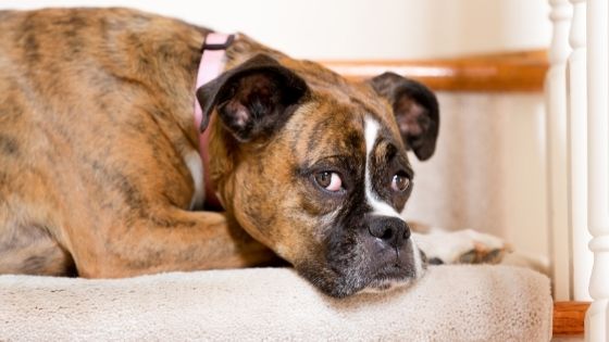 what to do if your dog is afraid of stairs