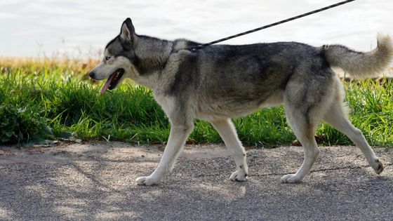 Bringing a senior dog home