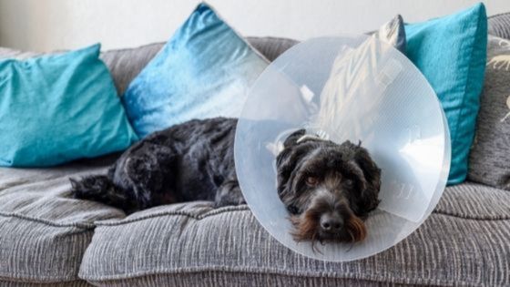How to help your senior dog recover from surgery