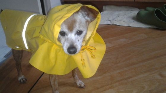 raincoat for senior dogs