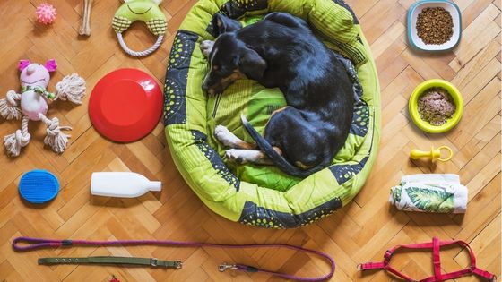Supplies for your senior dog