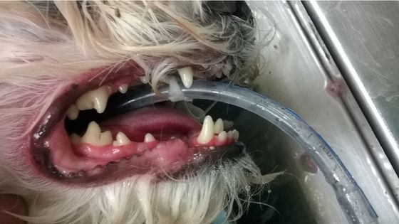senior dog having dental surgery