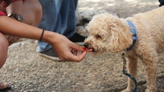 How to give your dog medication