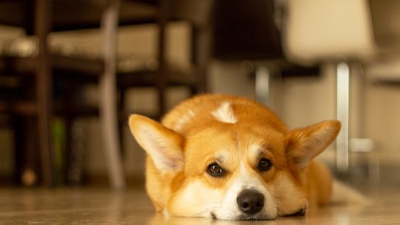 how do i stop my dog slipping on laminate floor