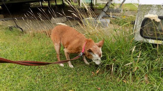 My best advice for caring for your blind dog