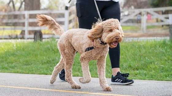 Walk with Hindy one on one dog walking service