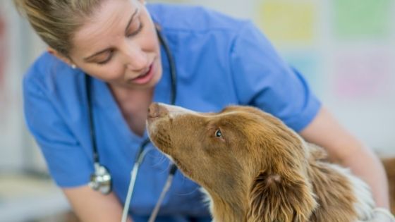 anesthesia and senior dogs