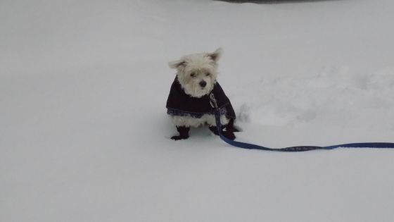 dog boots for snow