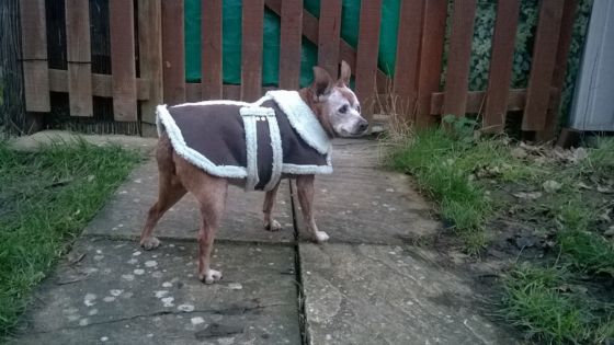 this winter dog coat is easy to get on and off
