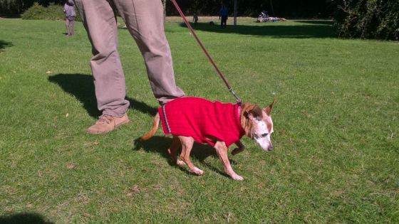 a sweater to keep your dog warm in winter