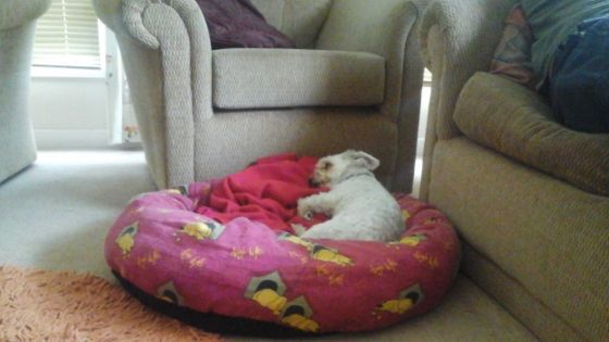 comfortable bed for a senior dog