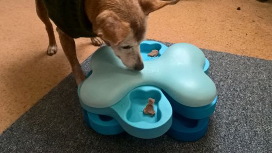 dog puzzle toy for mental stimulation